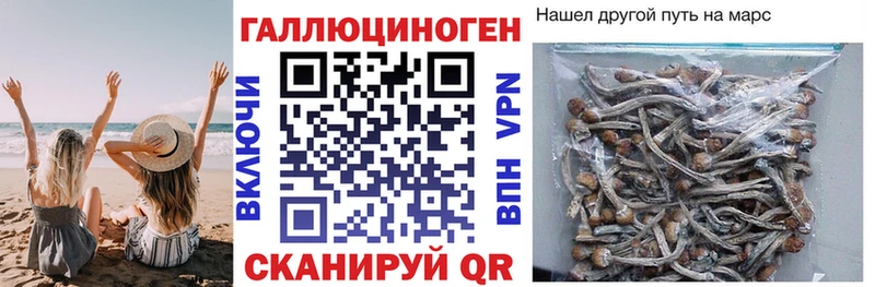 где найти наркотики  Сертолово  Псилоцибиновые грибы MAGIC MUSHROOMS 